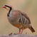 Chukar